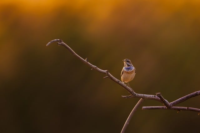 Save Big on Bulk Wild Bird Seed in Liverpool: Free Shipping on Premium Peanuts!
