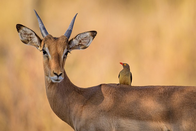 Wild Bird