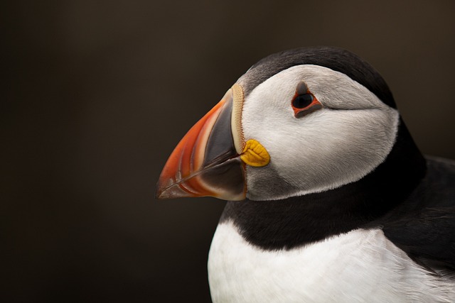 Bulk Sunflower Hearts: Sheffield’s Top Choice for Cost-Effective Bird Feeding