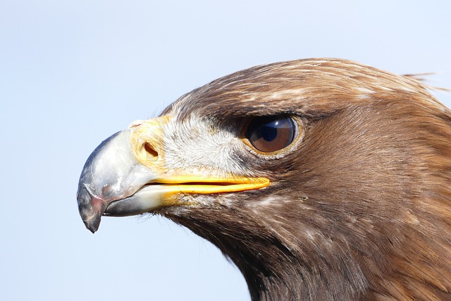 Wild Bird