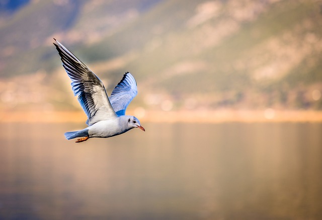 Wild Bird