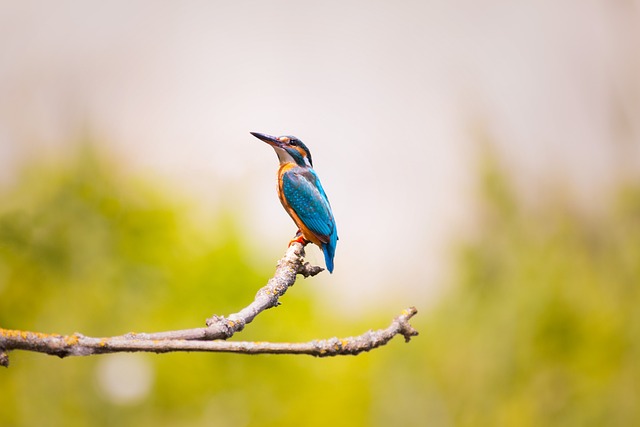 Wild Bird