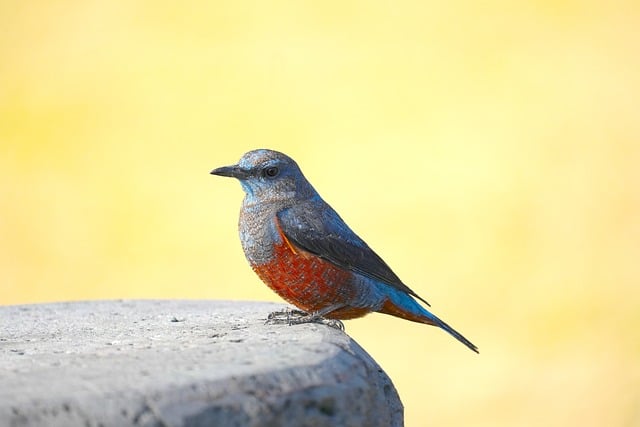 Wild Bird