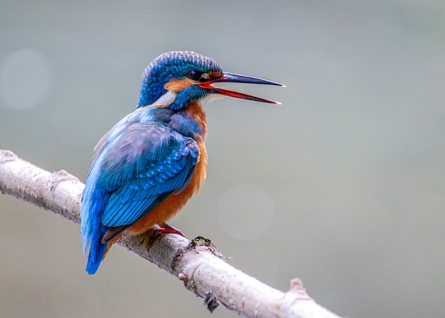 Wild Bird