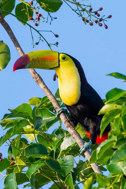 Wild Bird