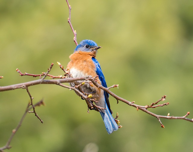 Feed More Birds, Save Money: Leicester’s Top Squirrel-Proof Feeder