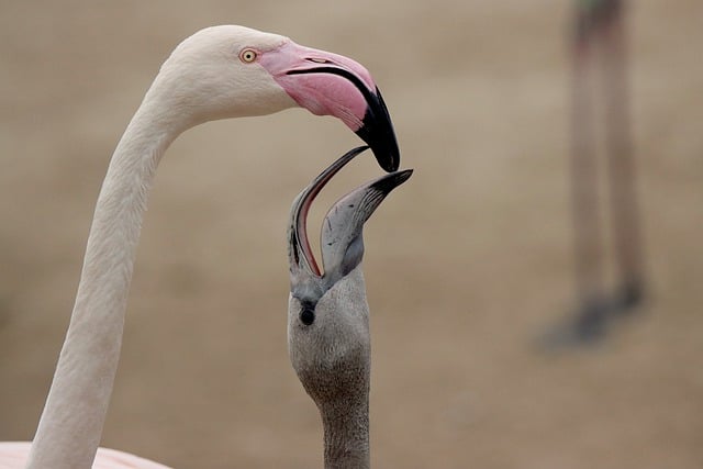 Wild Bird