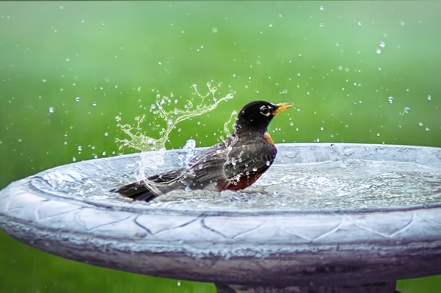 Wild Bird