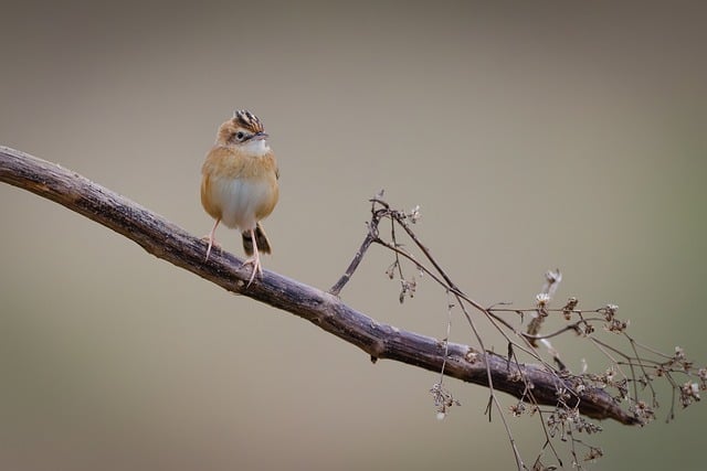 Wild Bird