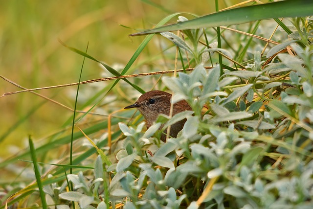 Bulk Wild Bird Seed in Leicester: Save Big with Free Shipping on High-Quality Feeders &amp; Seeds