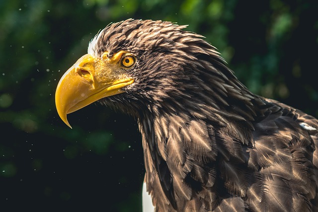Wild Bird