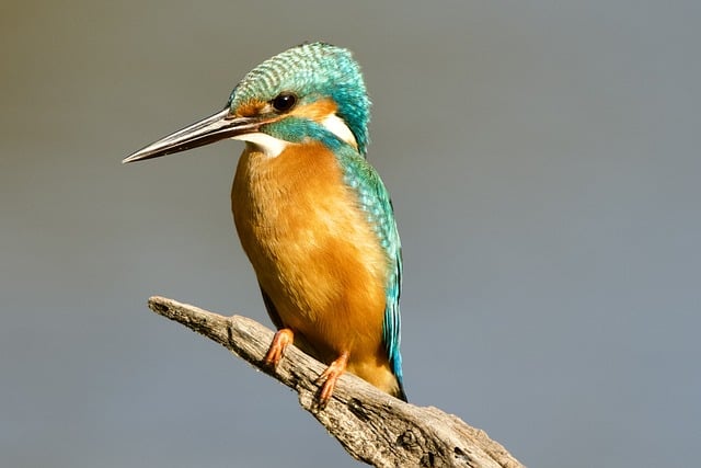 Bulk Wild Bird Seed Cardiff: Save Money, Feed More Birds with Quality Containers