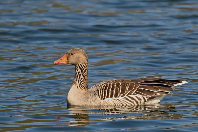 Wild Bird