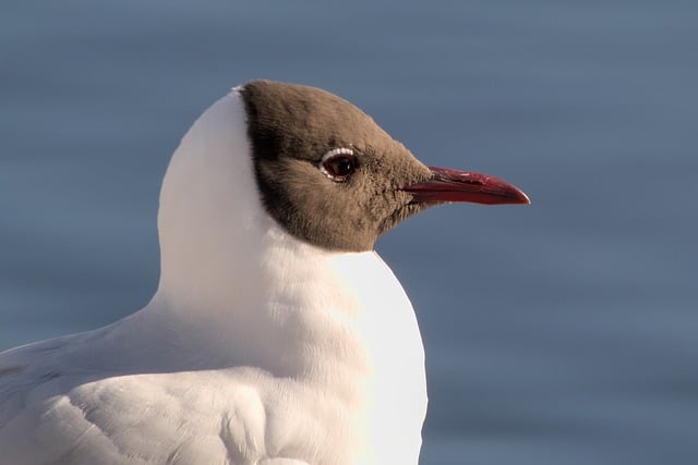 Wild Bird