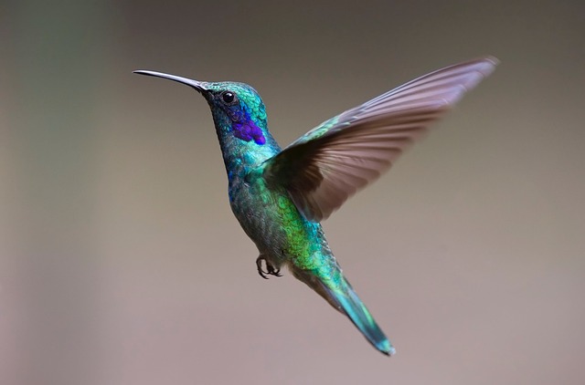 Wild Bird