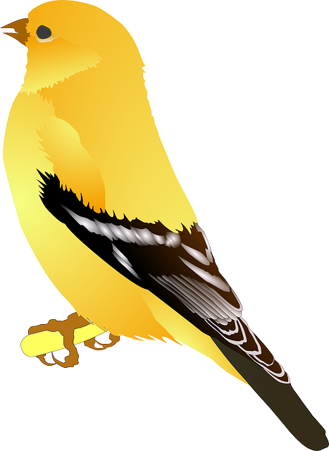 Wild Bird
