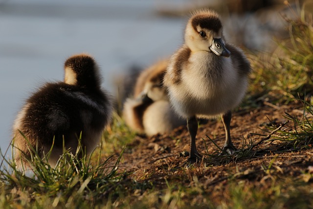 Bulk Wild Bird Seed Leeds: Save Money, Feed More Birds Today!