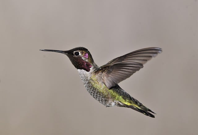 Wild Bird
