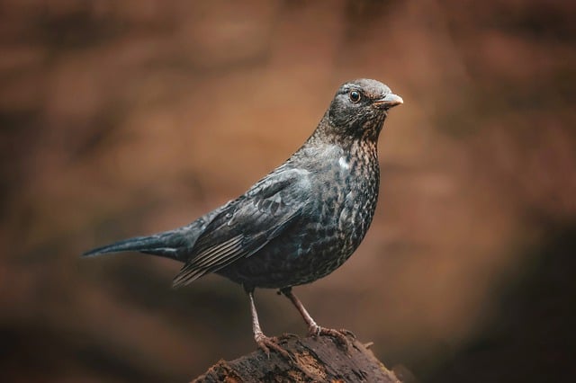 Wild Bird