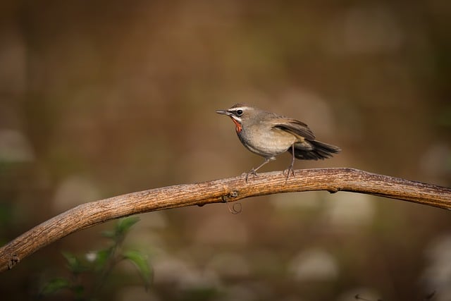 Wild Bird