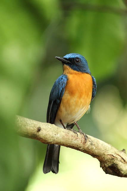 Wild Bird