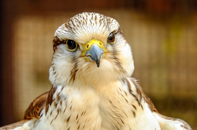 Wild Bird
