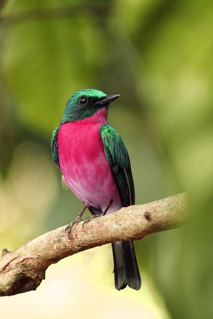 Wild Bird