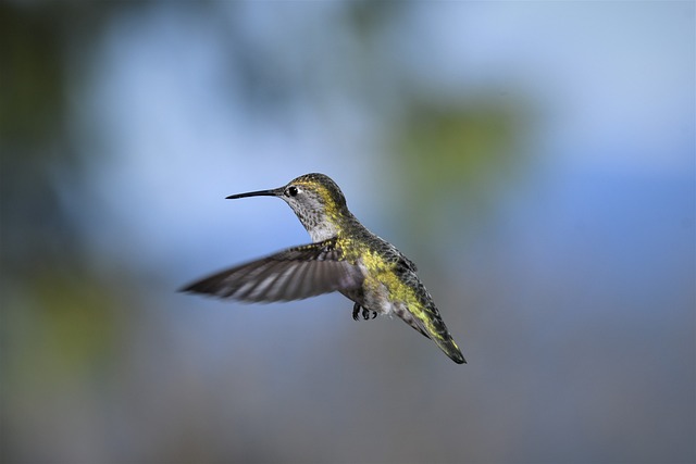 Wild Bird