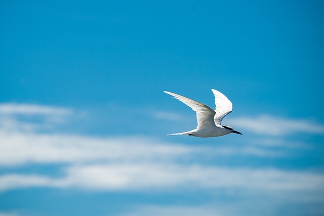Wild Bird
