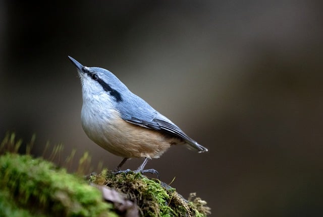 Wild Bird