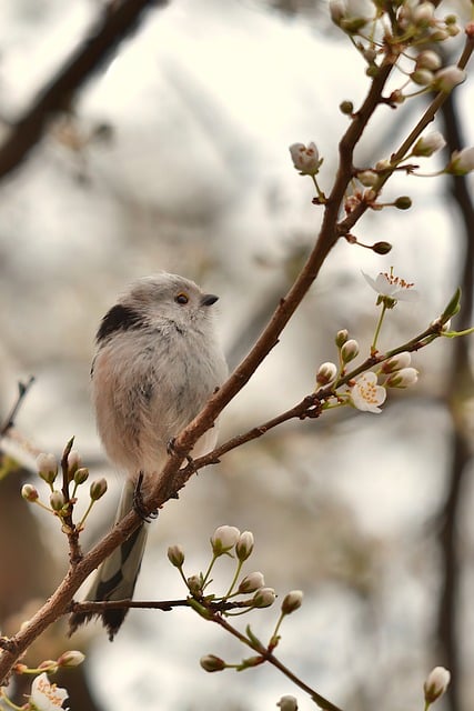 Feed More Birds for Less: Bulk Wild Bird Seed in Leeds