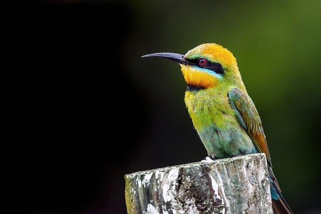wild-bird-640x480-52878150.jpeg