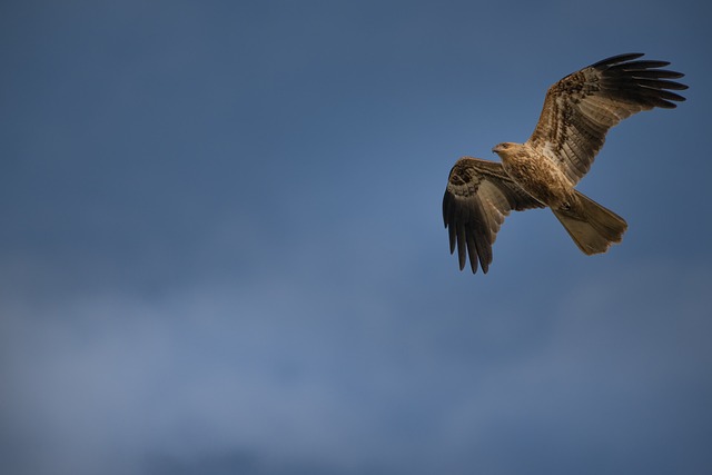 Wild Bird