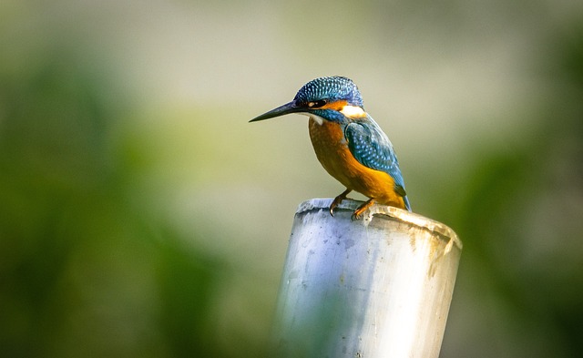 Wild Bird