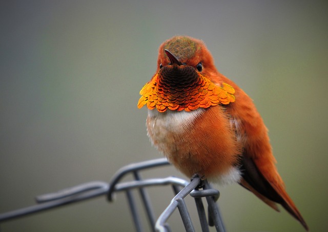 Attract Little Birds, Save Big: Bulk Peanuts Feeder Delivery to Leicester