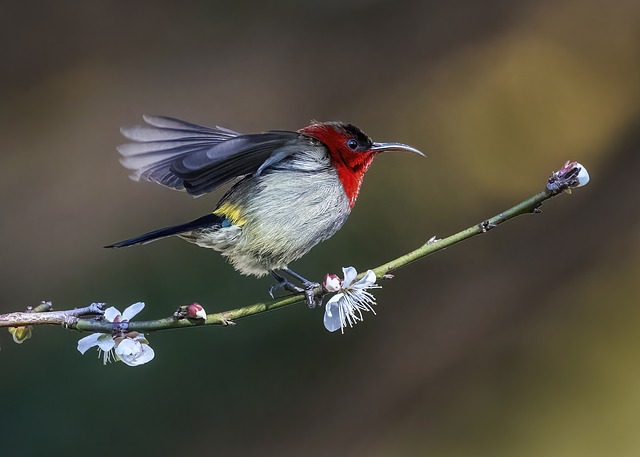 Wild Bird