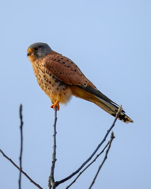 Wild Bird