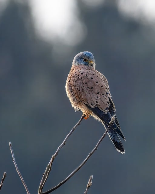 Wild Bird