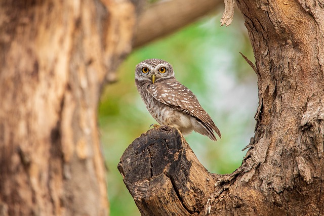 Wild Bird