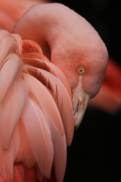 Wild Bird