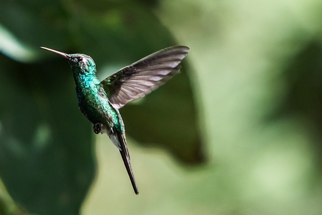 Wild Bird
