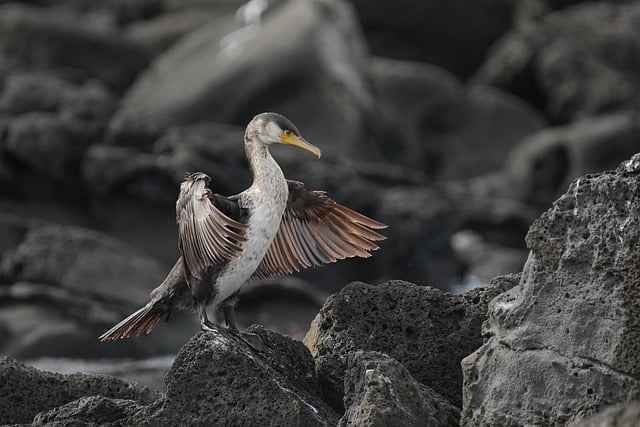 Wild Bird