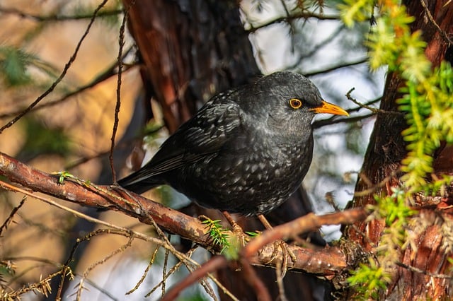 Enhance Your Birds' Health &amp; Save: Bulk Calcium Peanuts for Leicester