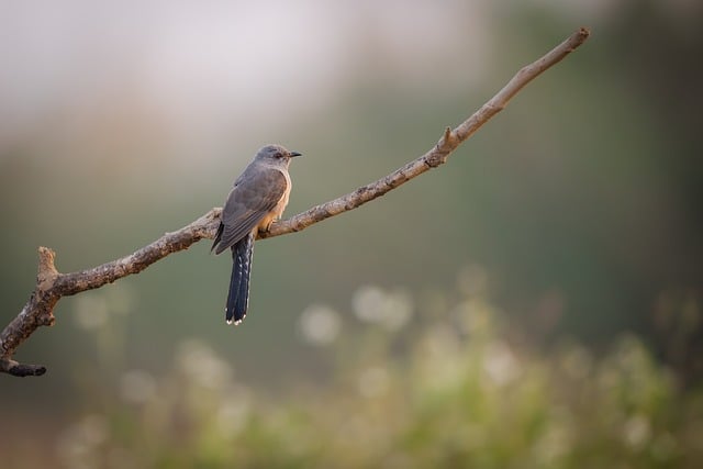 Wild Bird