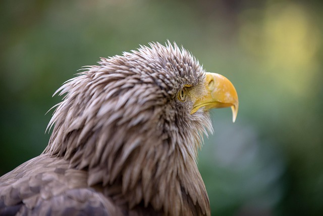 Wild Bird