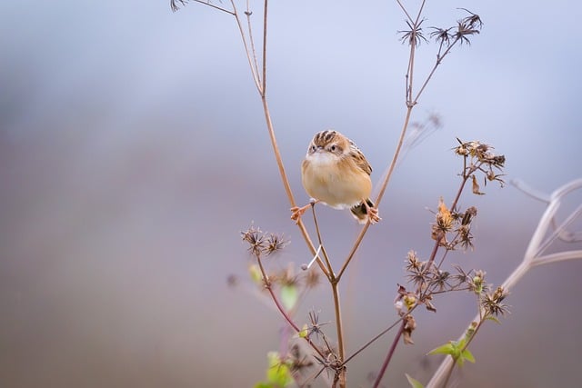 Wild Bird