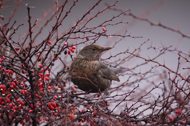 Wild Bird