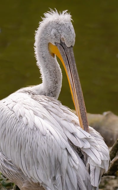 Wild Bird