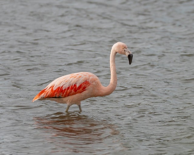 Wild Bird