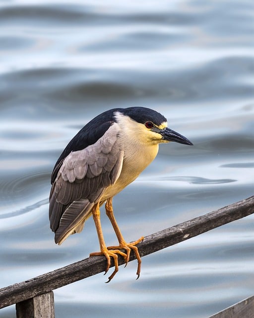 wild-bird-640x480-86240378.jpeg